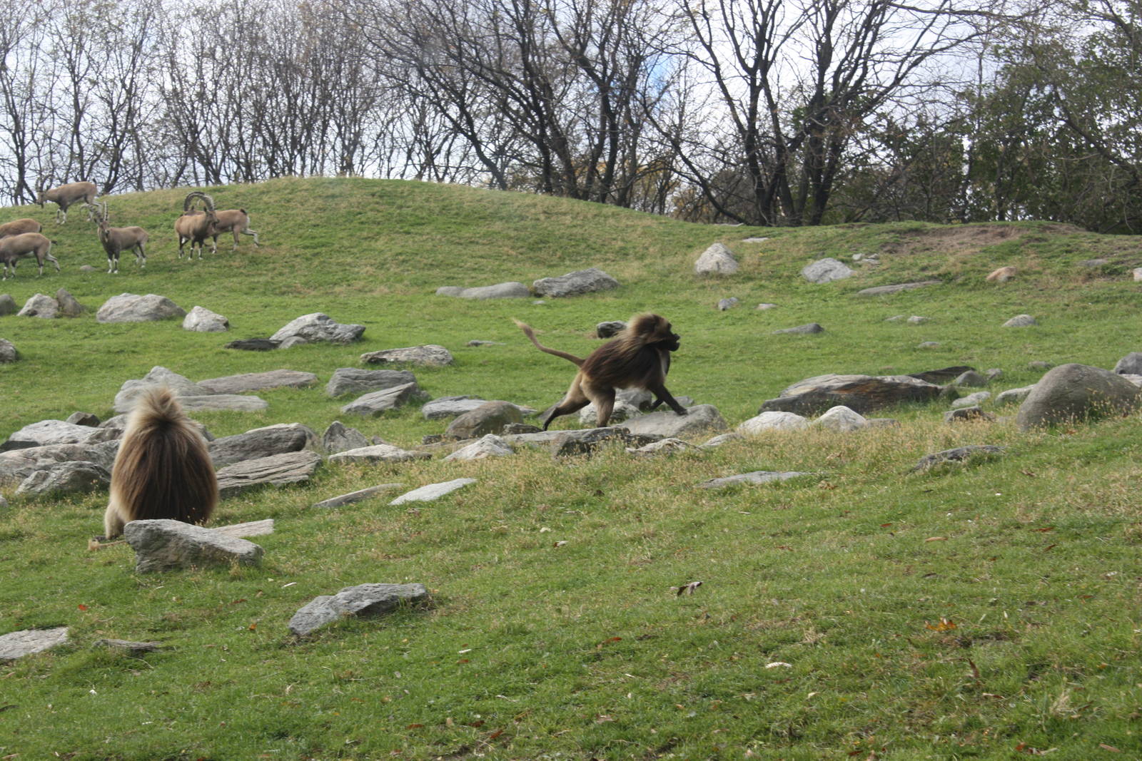 Baboon Reserve- Gelada Drama