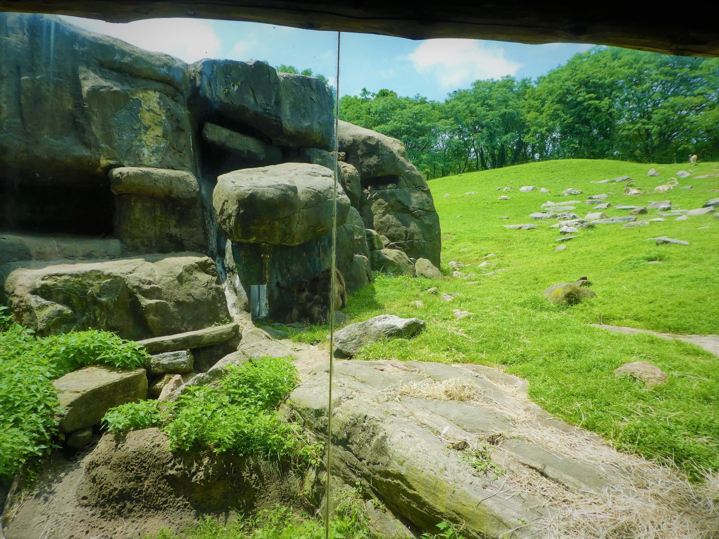 Baboon Reserve - Gelada, Nubian Ibex, Rock Hyrax Exhibit