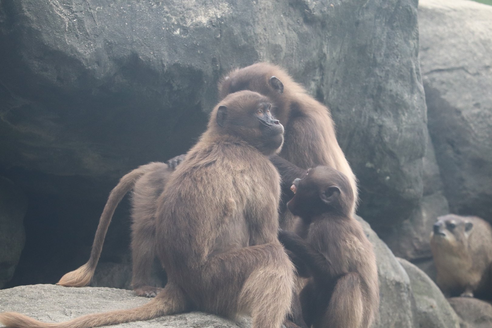 Baboon Reserve - Gelada - Rock Hyrax