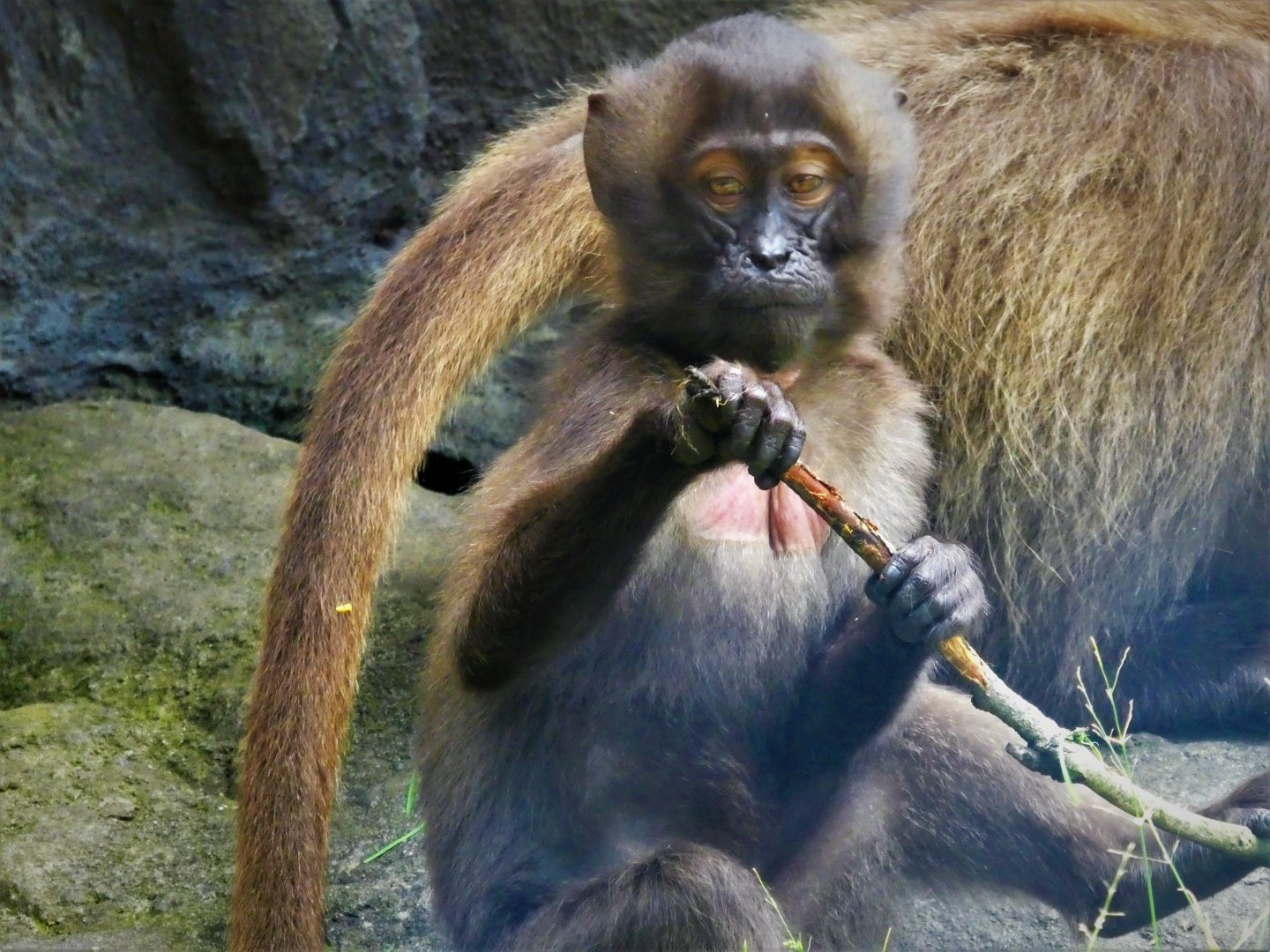 Baboon Reserve - Gelada