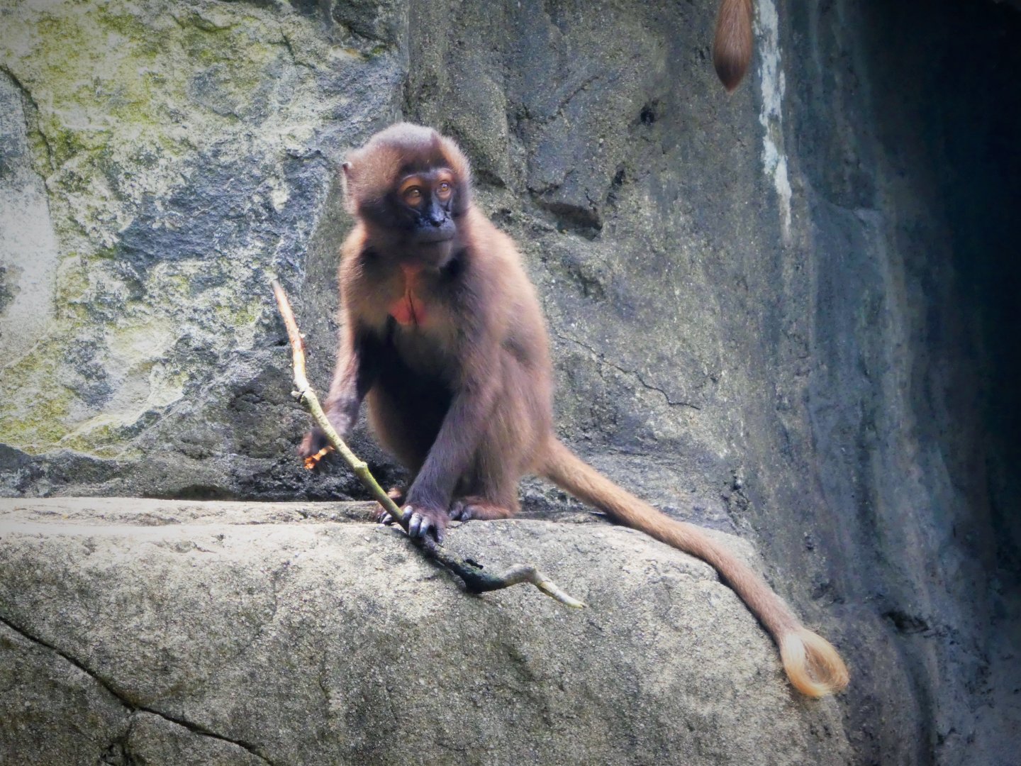 Baboon Reserve - Gelada