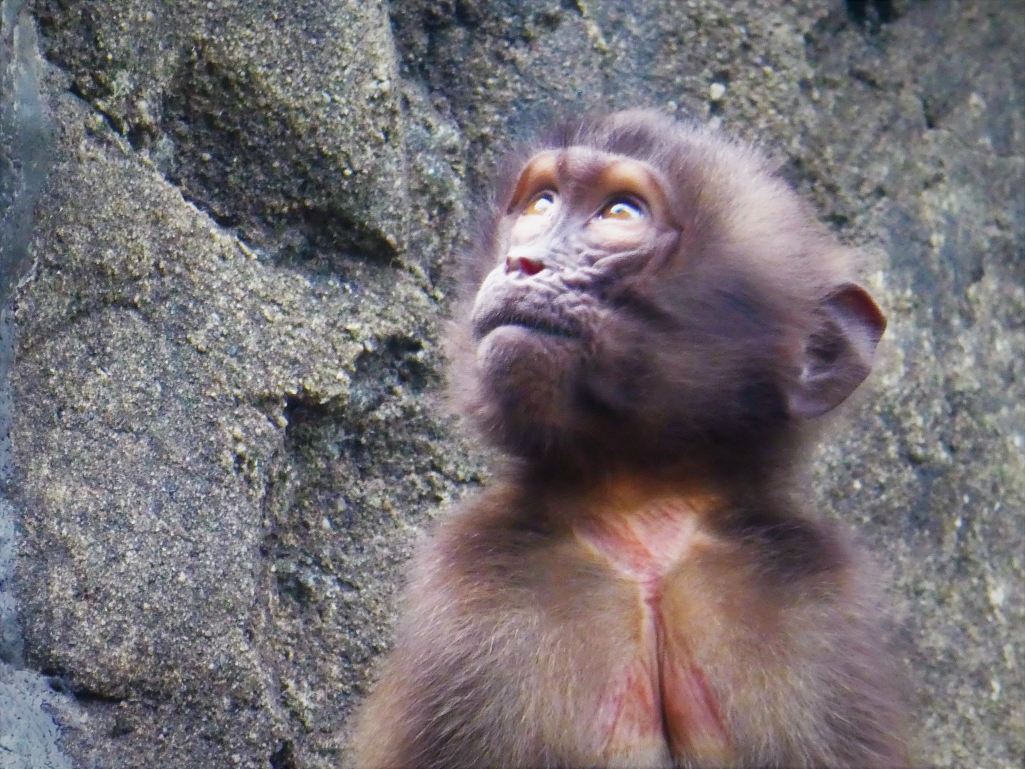 Baboon Reserve - Gelada