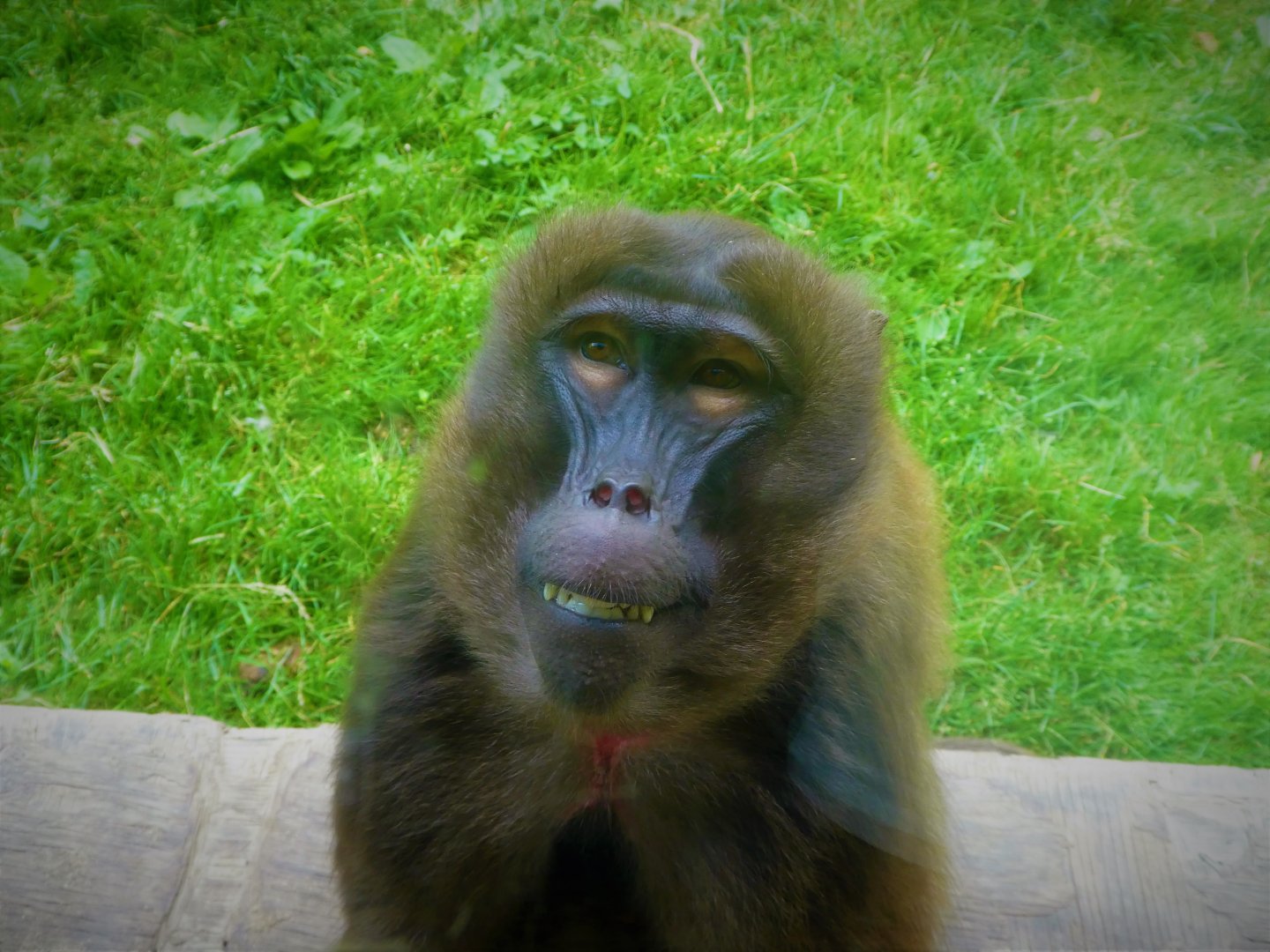 Baboon Reserve - Gelada