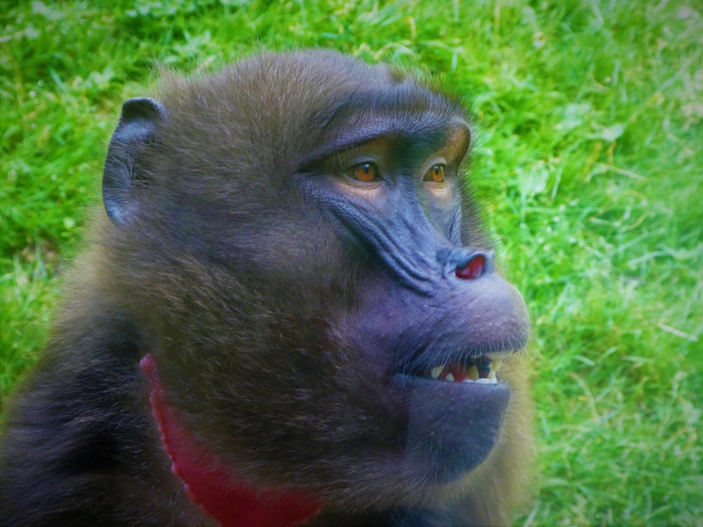 Baboon Reserve - Gelada