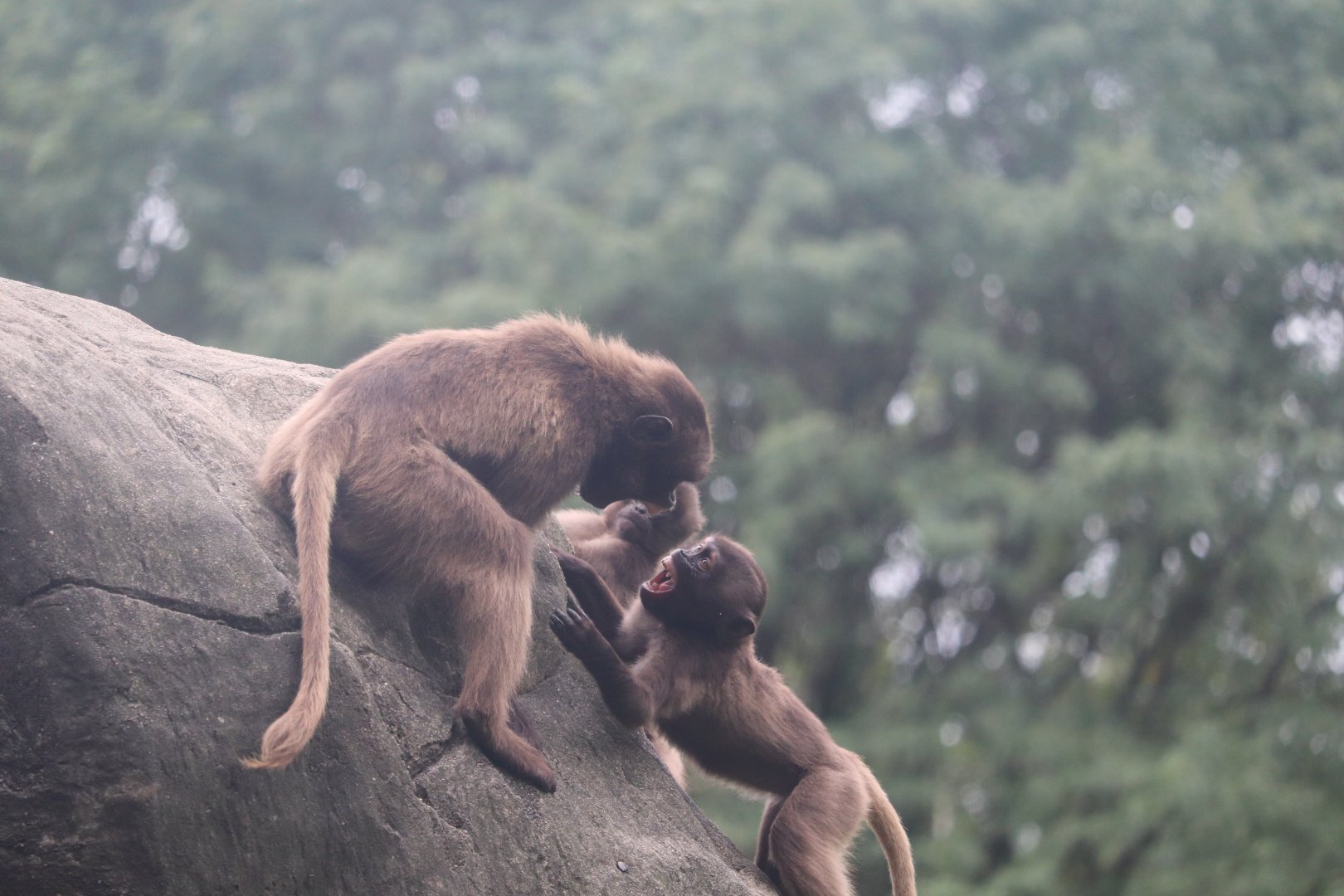 Baboon Reserve - Gelada