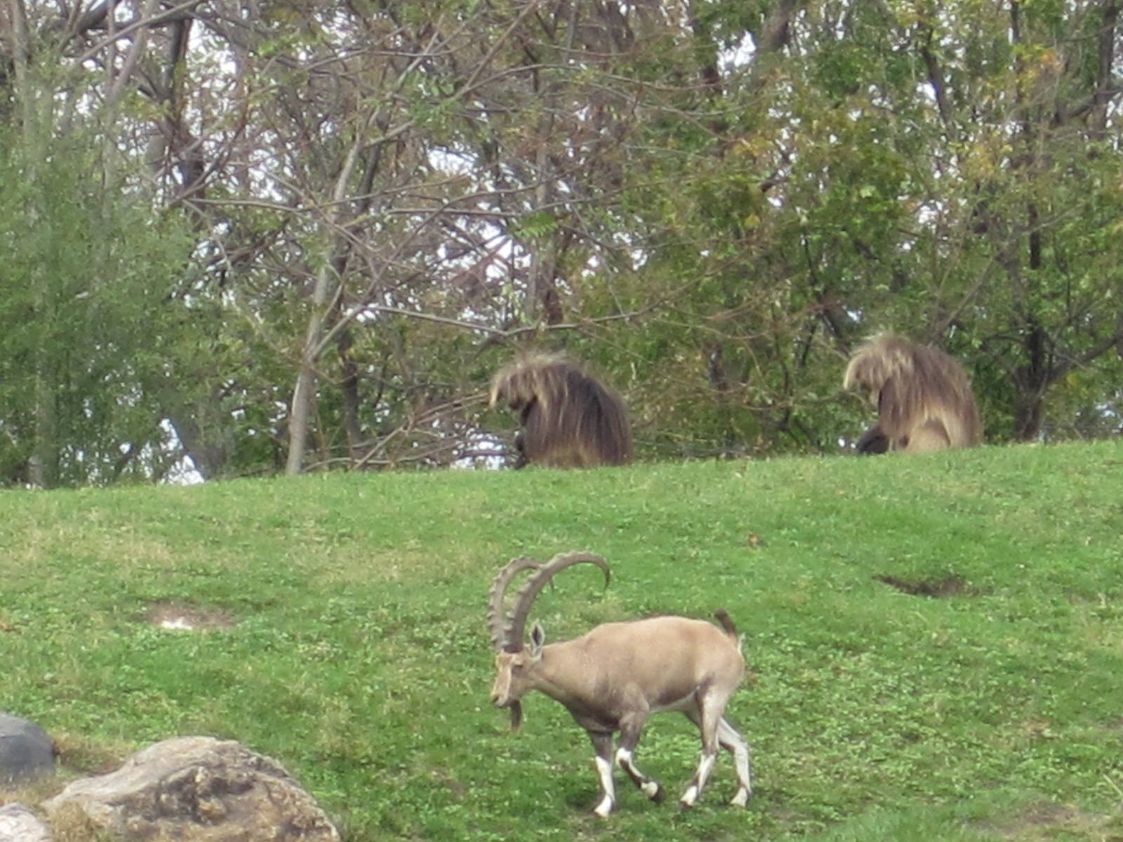 Baboon Reserve- Geladas and Ibex