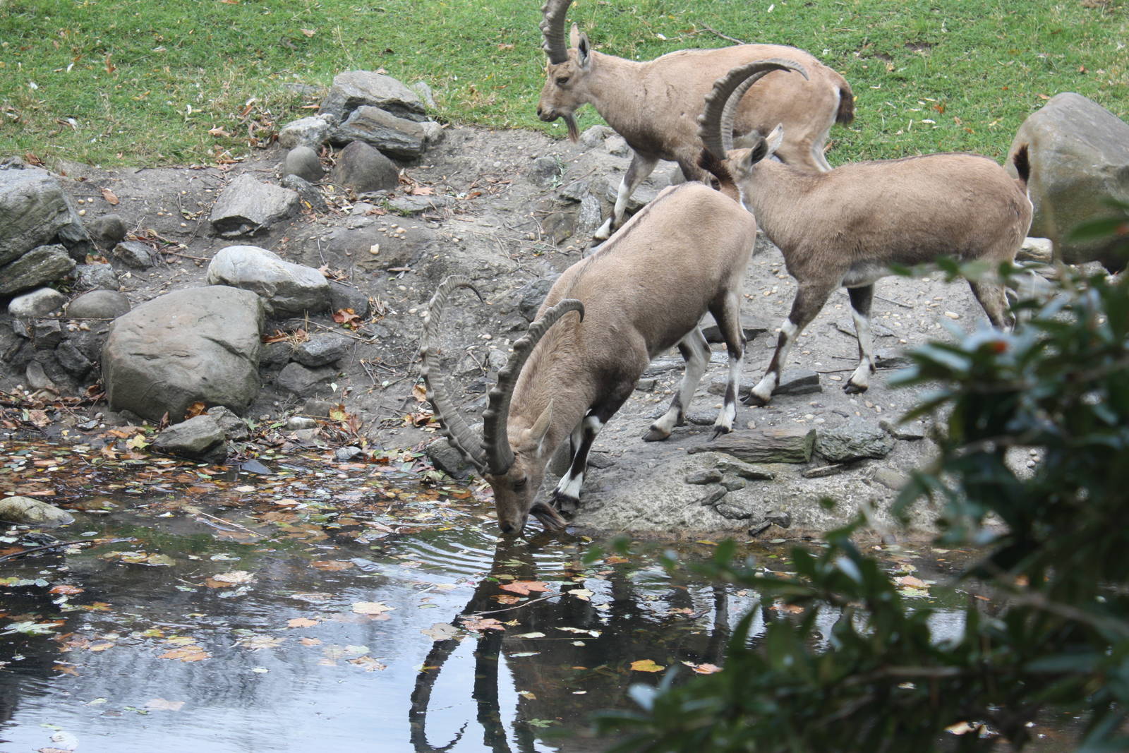 Baboon Reserve- Ibex Takes A Drink