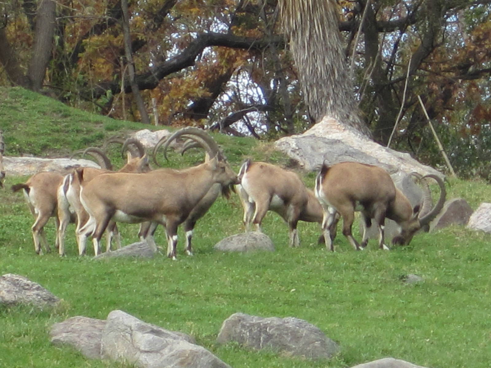 Baboon Reserve- Nubian Ibex Herd
