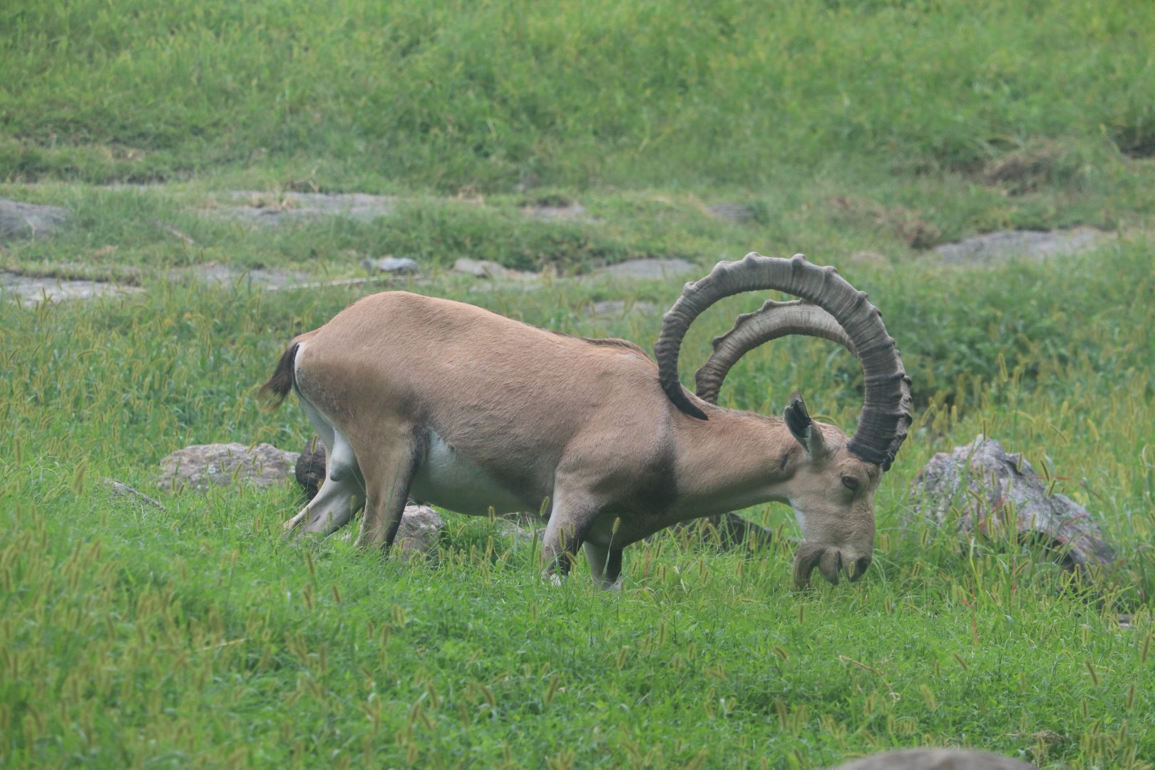 Baboon Reserve - Nubian Ibex