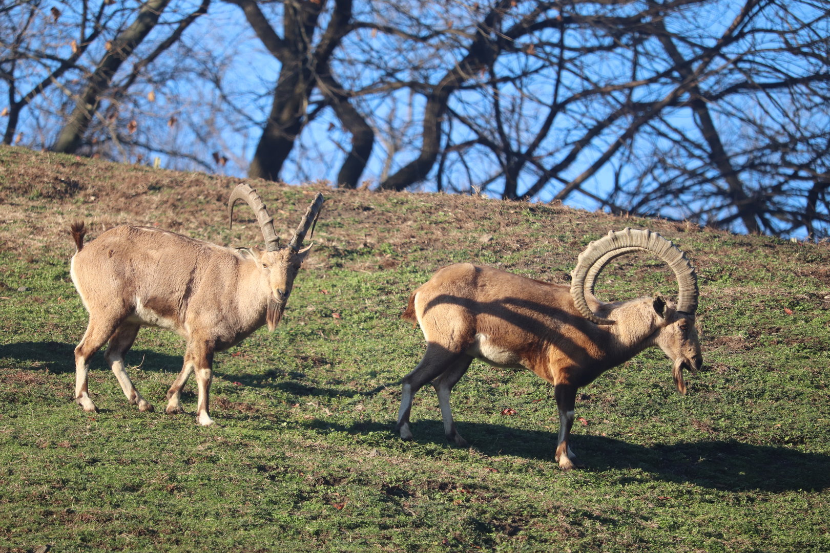 Baboon Reserve - Nubian Ibex