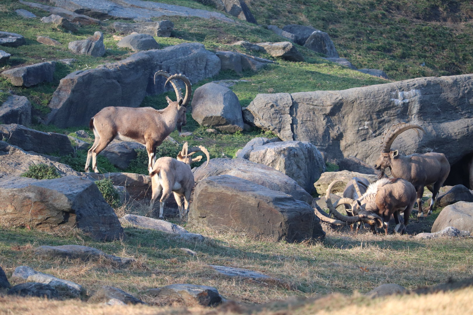 Baboon Reserve - Nubian Ibex