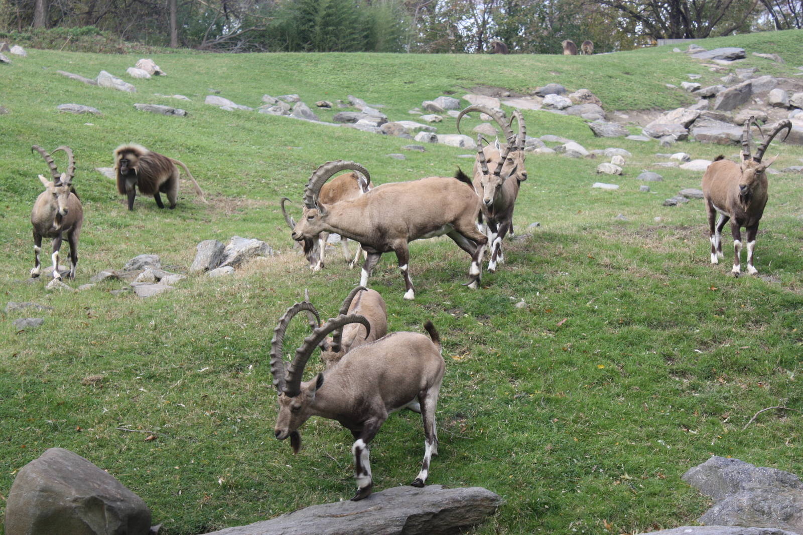 Baboon Reserve- Nubian Ibexes