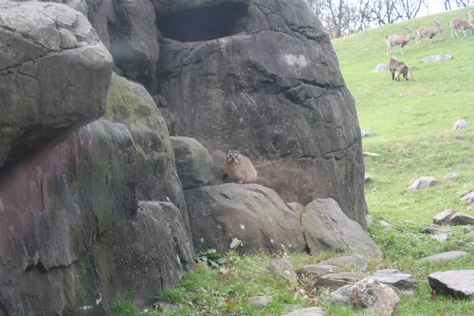 Baboon Reserve- Rock Hyrax