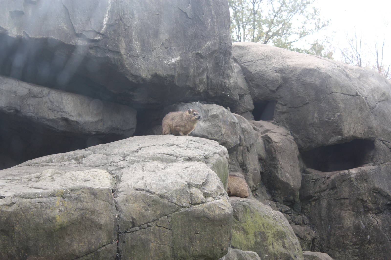 Baboon Reserve- Rock Hyraxes
