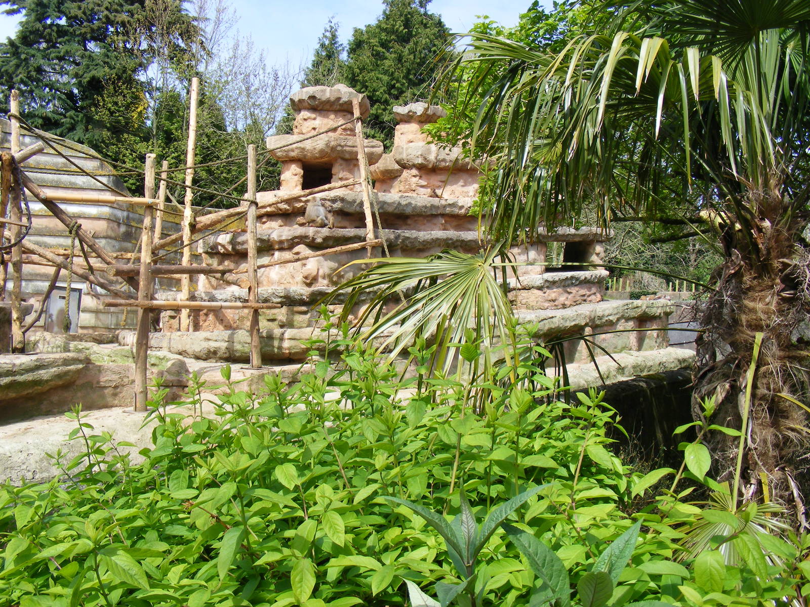 Baboon Rock exhibit at Paignton Zoo, 13 April 2009