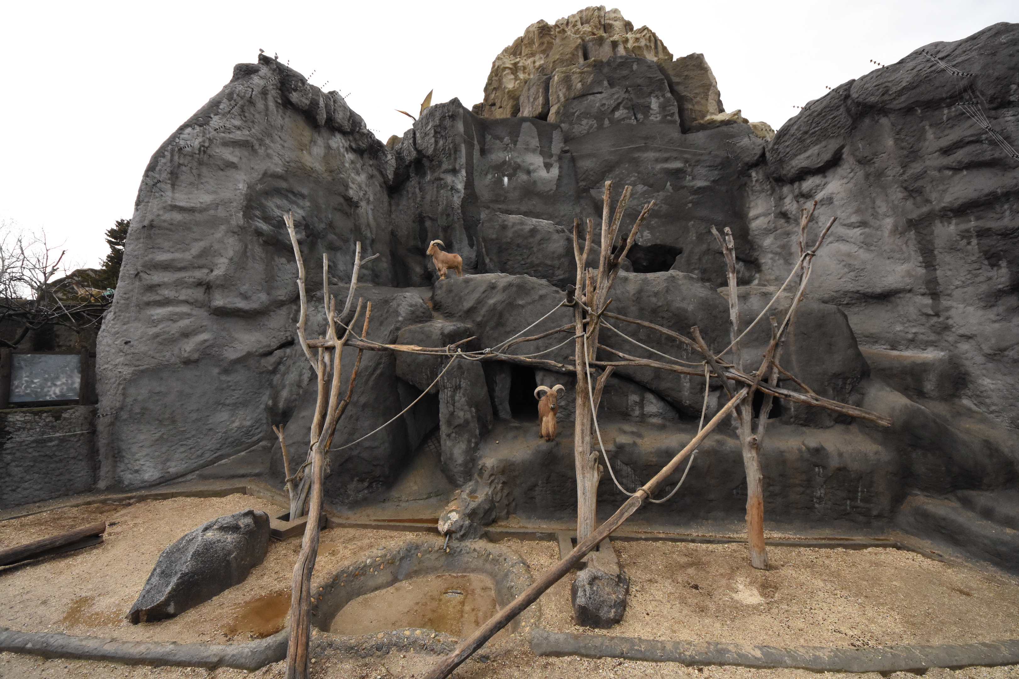 Baboon + sheep enclosure