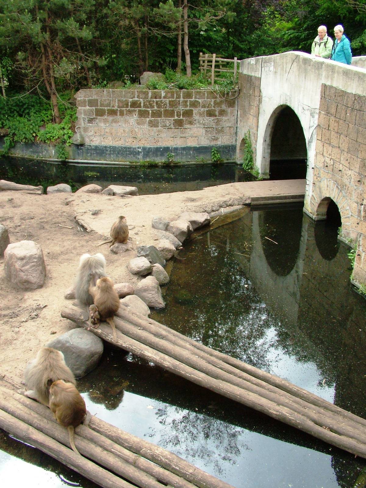 Baboon/Sheep Exhibit at Amersfoort, 01/06/12