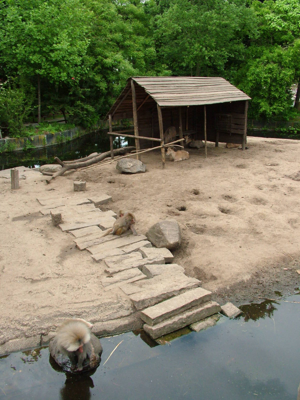 Baboon/Sheep Exhibit at Amersfoort, 01/06/12