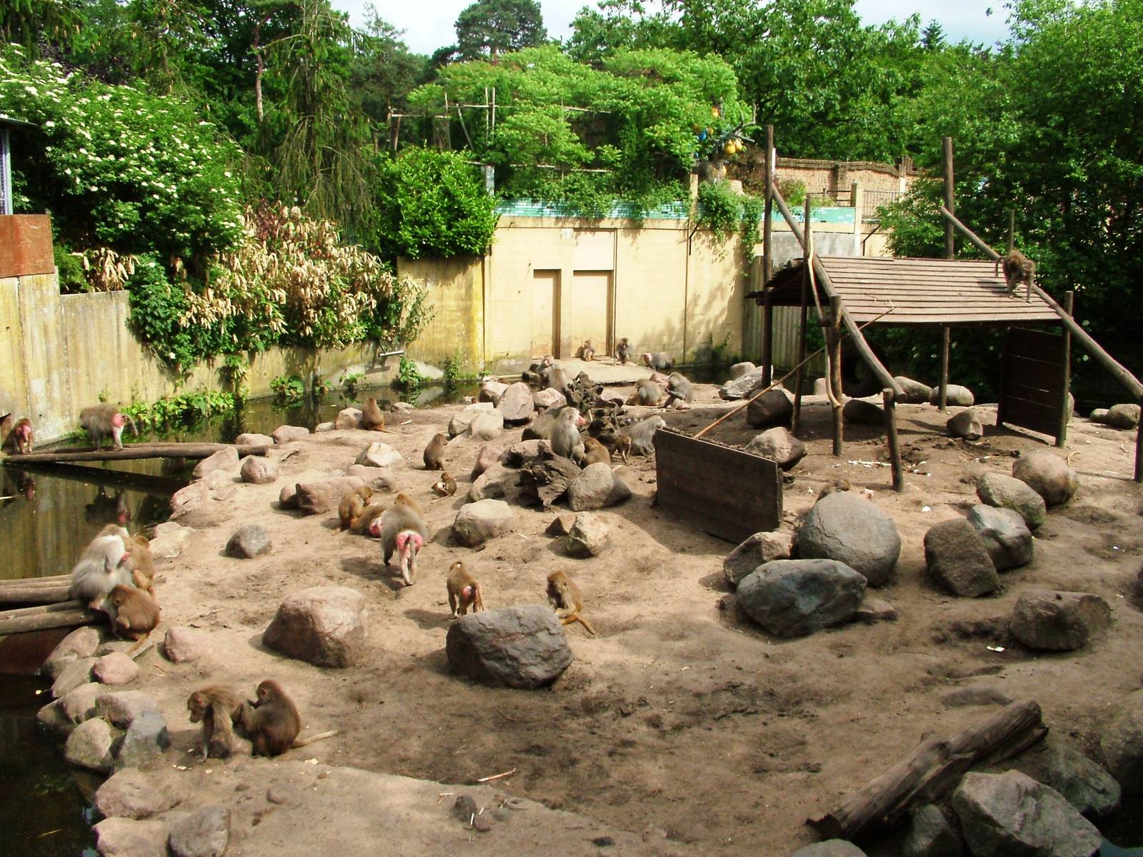 Baboon/Sheep Exhibit at Amersfoort, 01/06/12