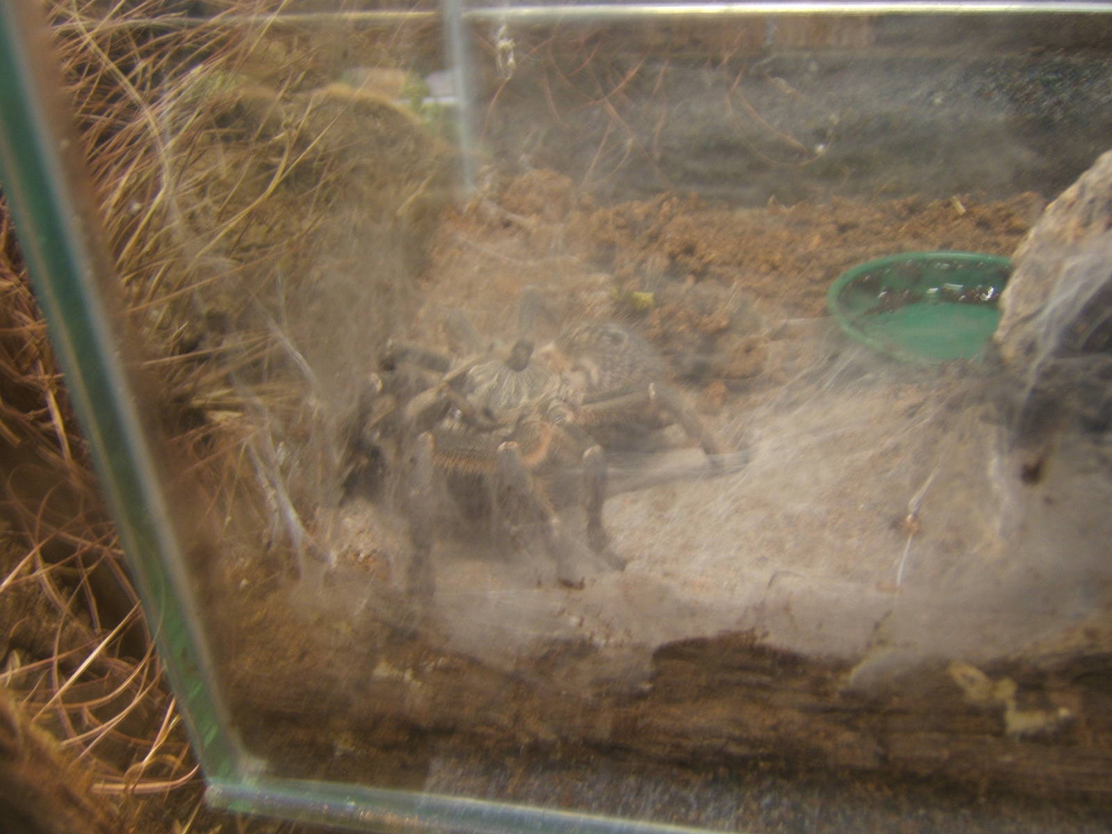 Baboon Spider (Ceratogyrus darlingi)
