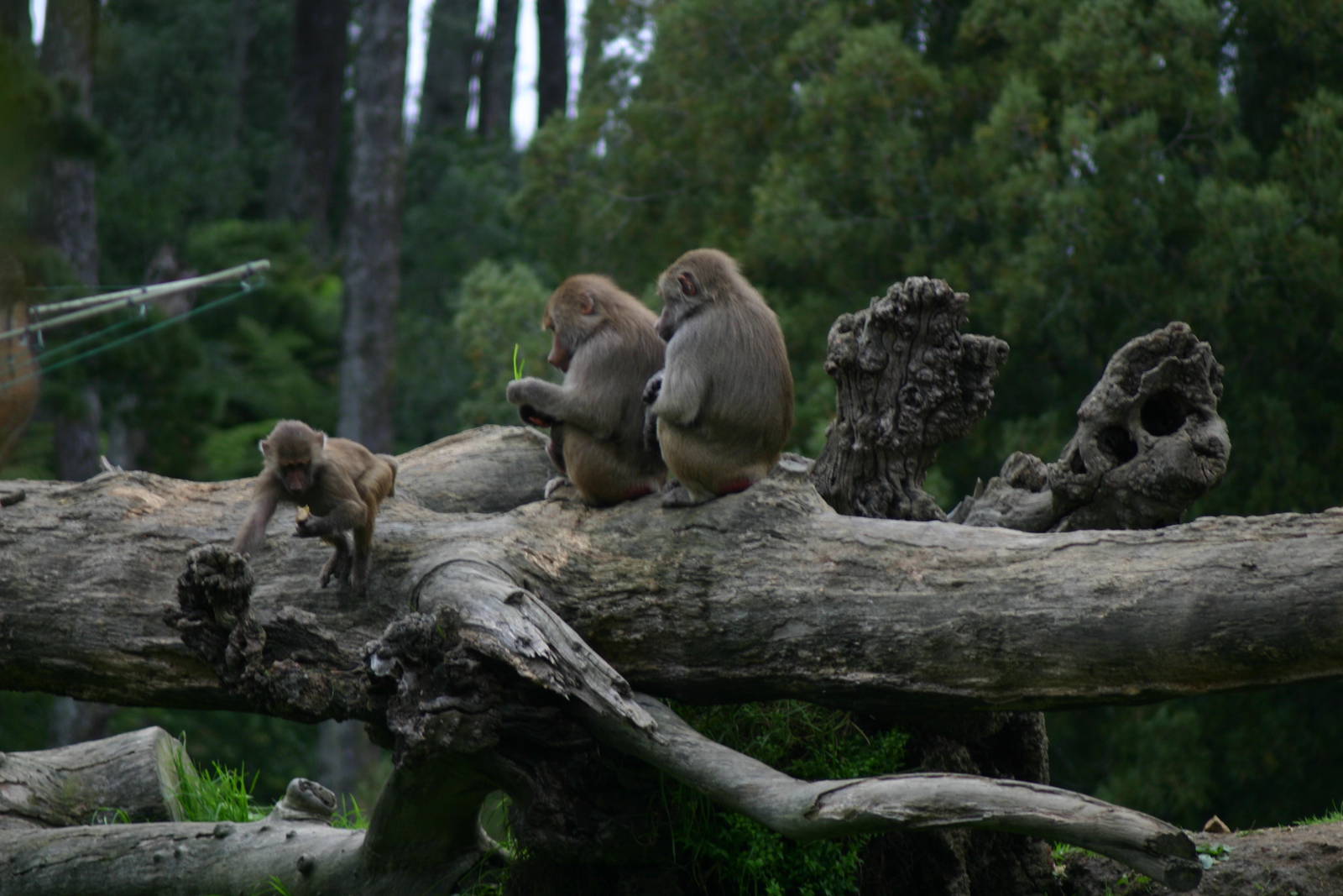 Baboon Troop with Baby - Auckland Zoo April 2011