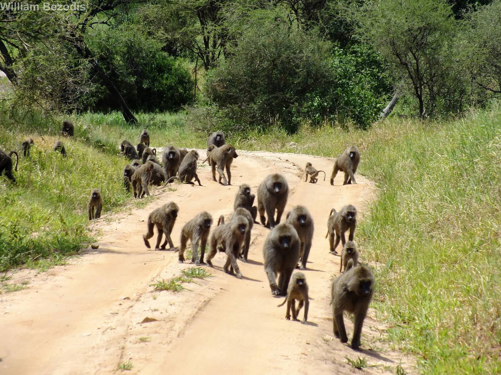 Baboon Troop