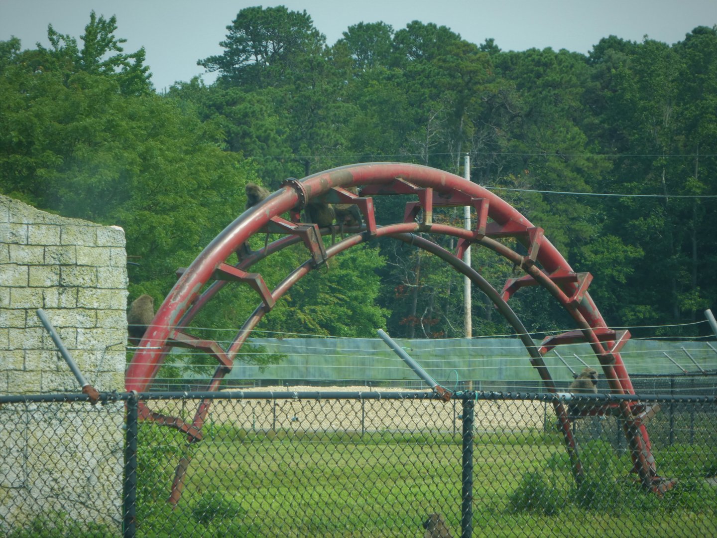 Baboon Village - Old Rollercoaster Track Climbing Frame