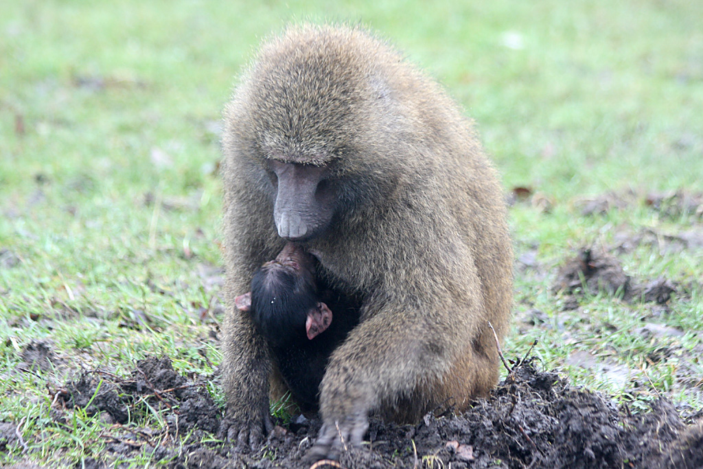 Baboon with baby at Knowsley Safari Park