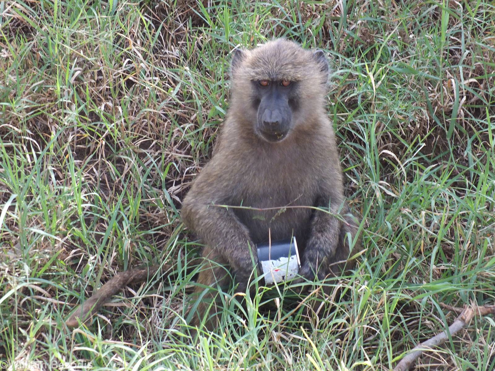 Baboon with Litter- Lake Nakuru