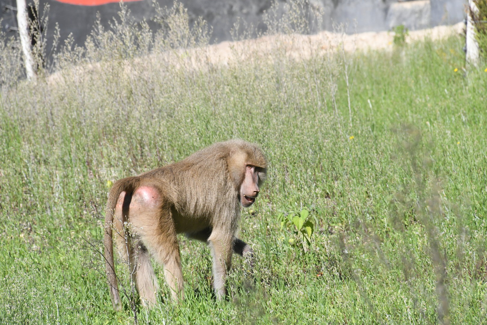Baboon (zoo-mix?)