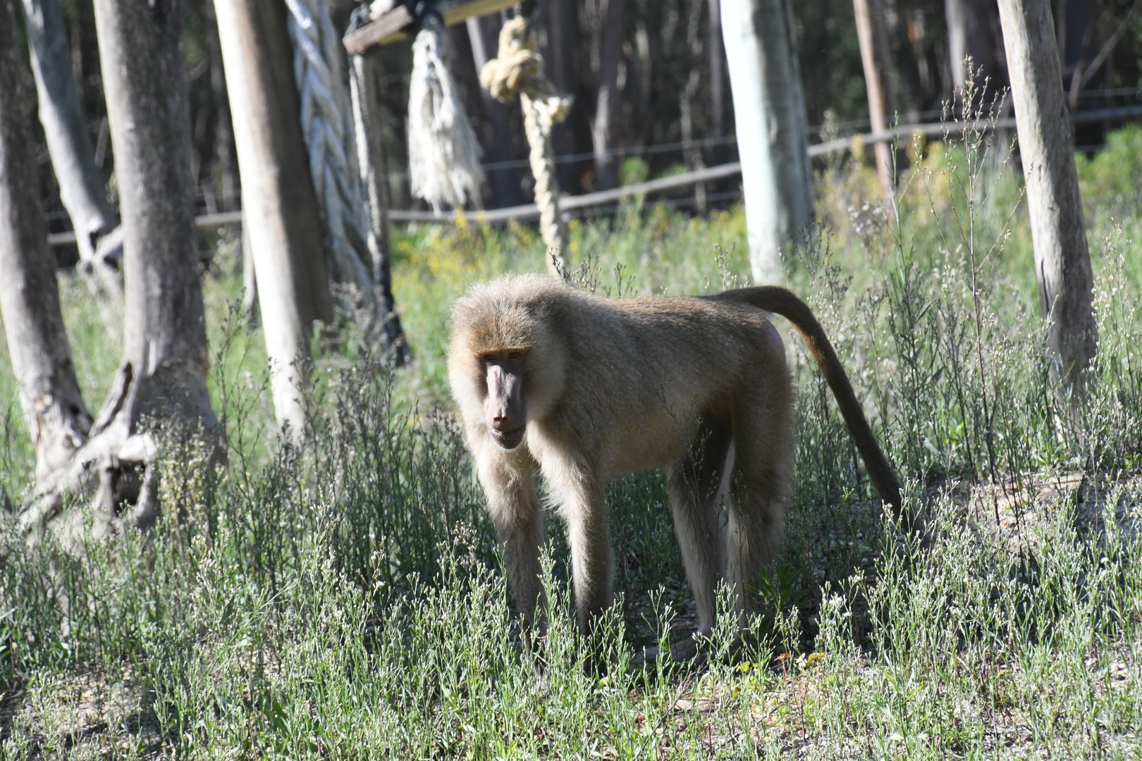 Baboon (zoo-mix?)