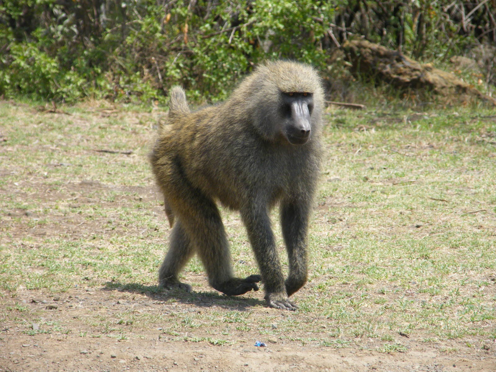 Baboon