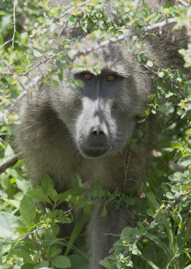 Baboon