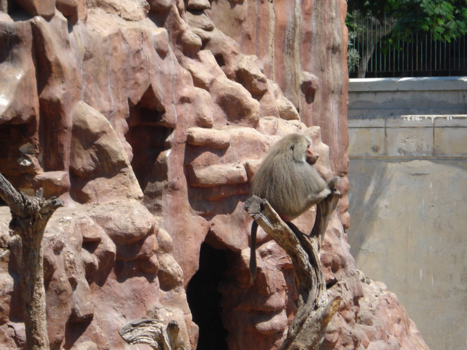Baboon