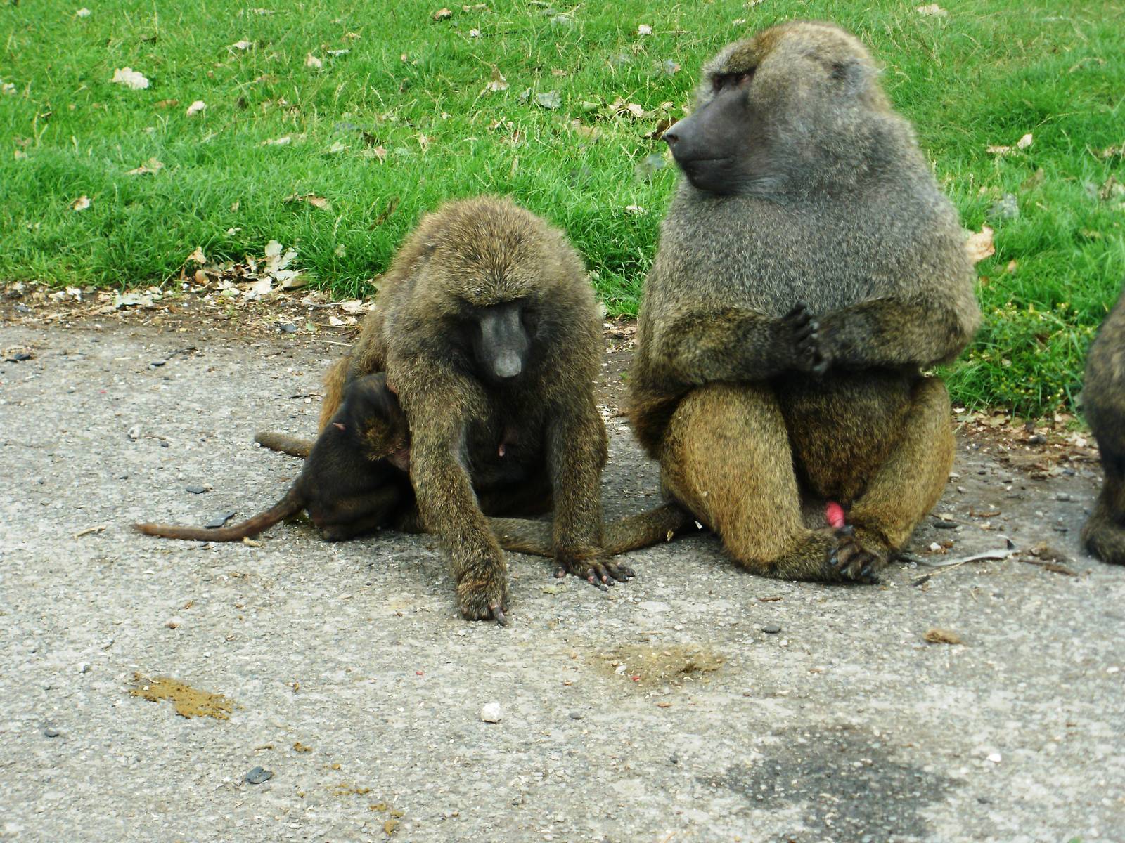 Baboons - 07.08.2010