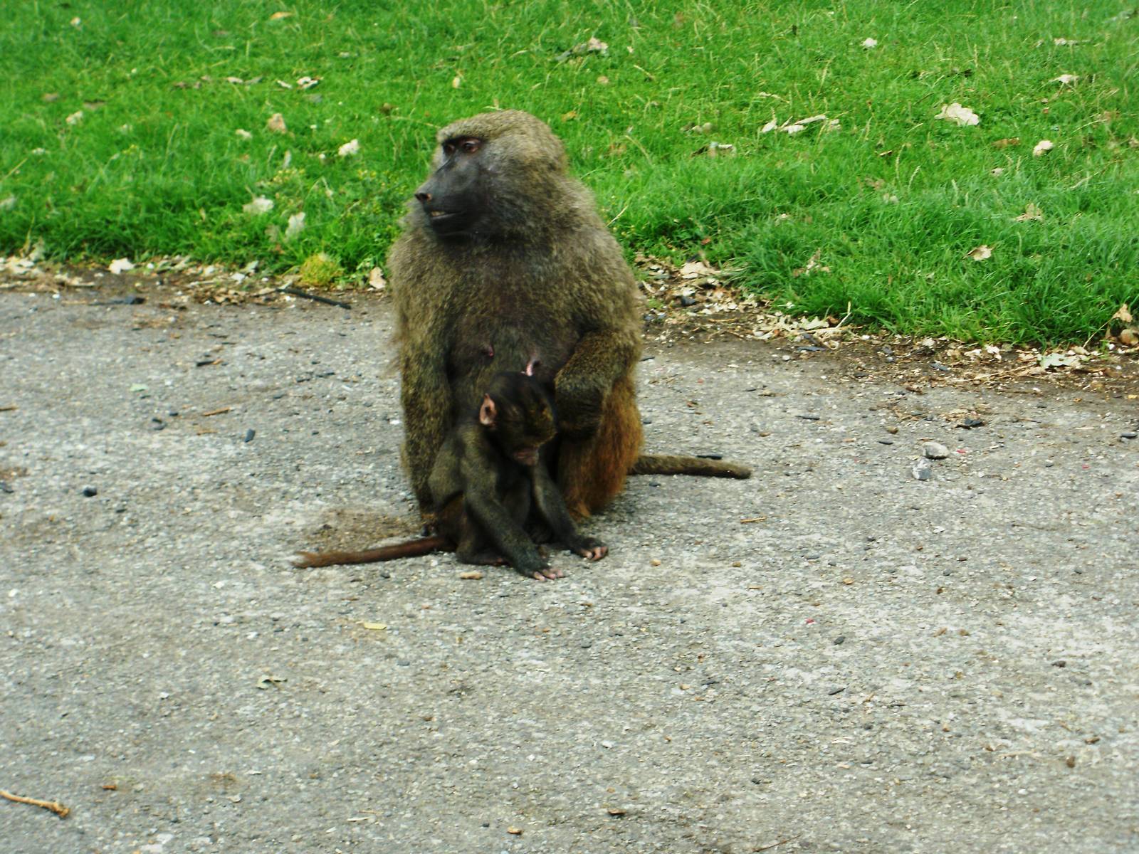 Baboons - 07.08.2010