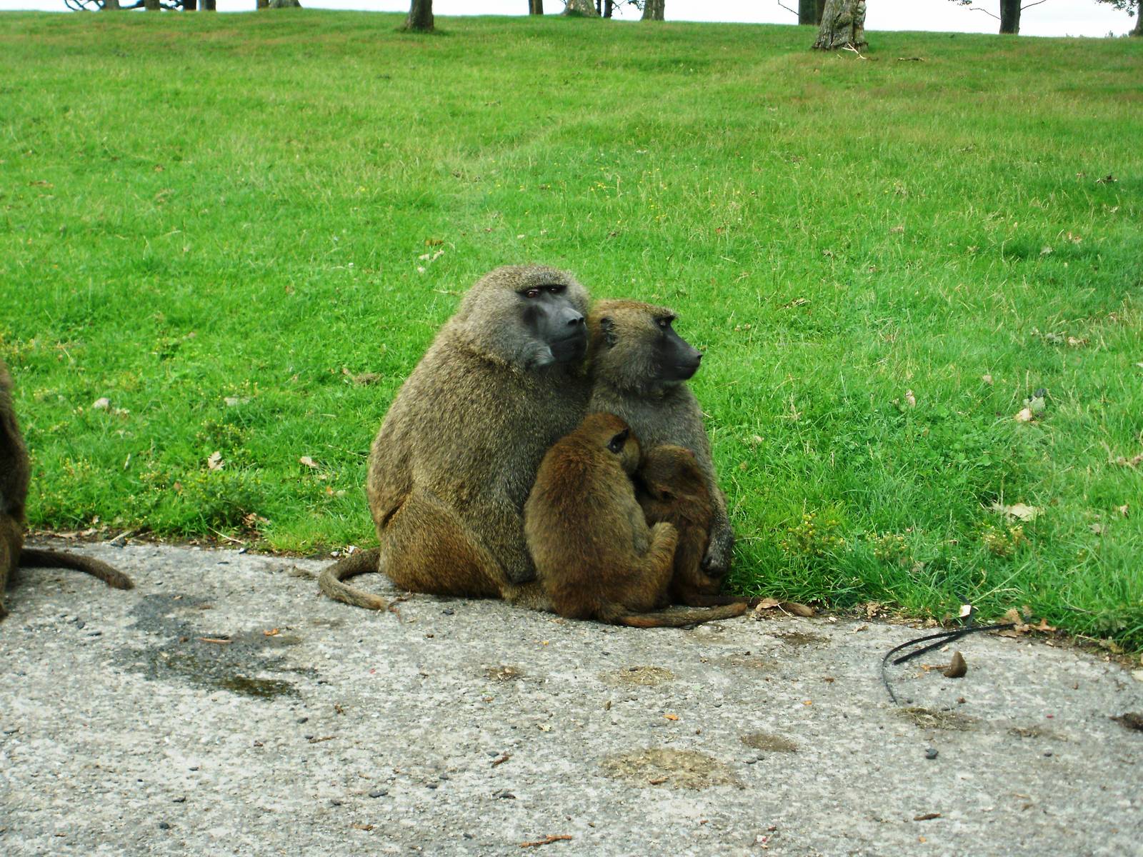 Baboons - 07.08.2010