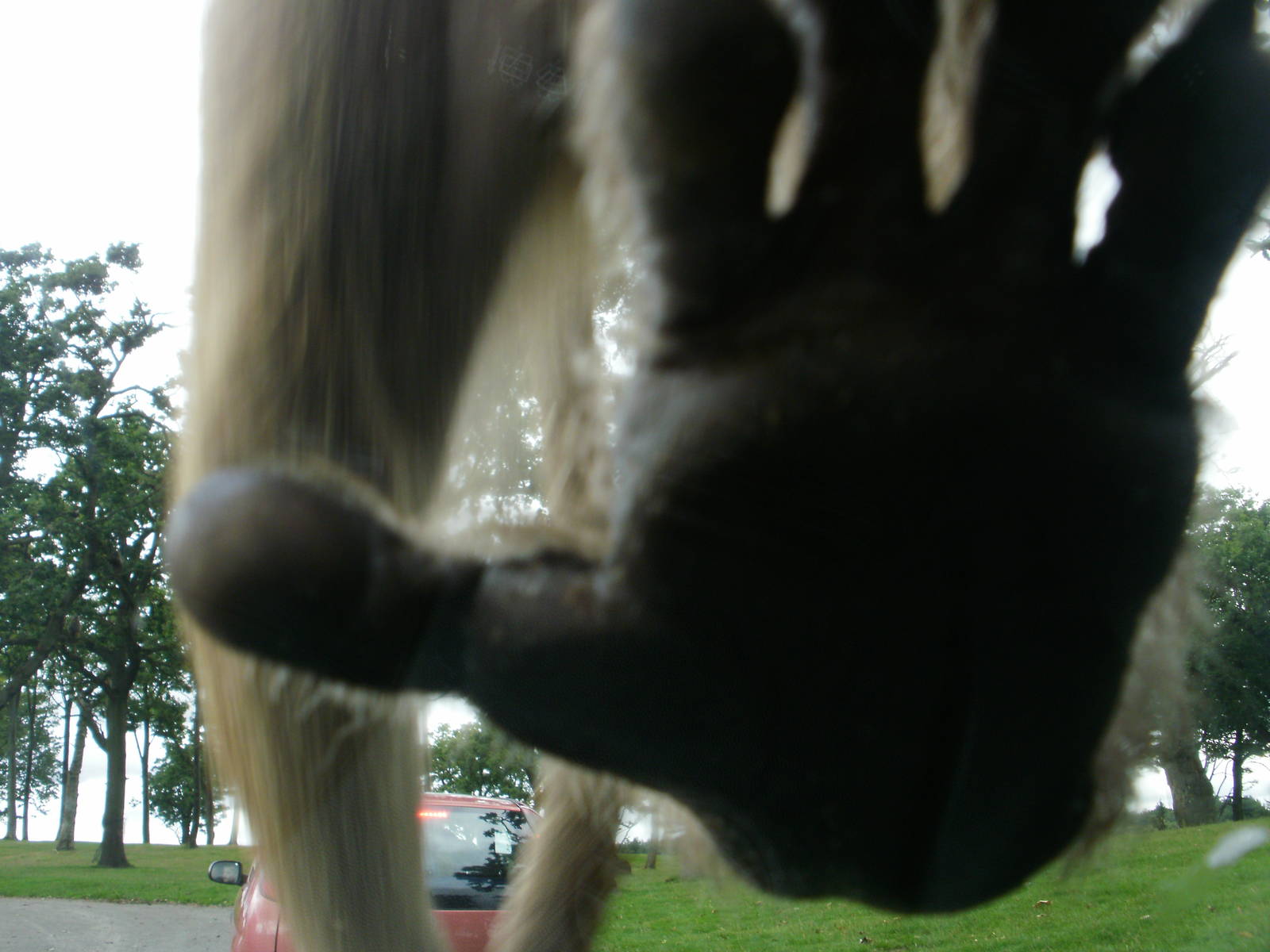 Baboons - 07.08.2010