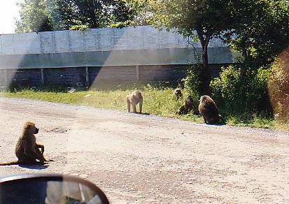 Baboons @ African lion Safari park Canada