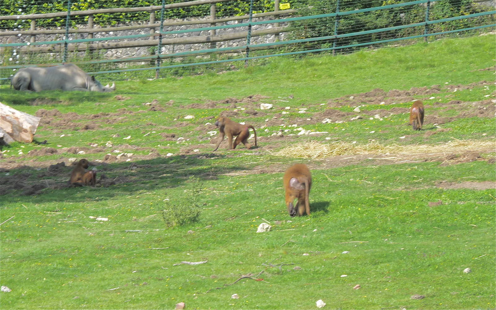 Baboons and Black Rhino