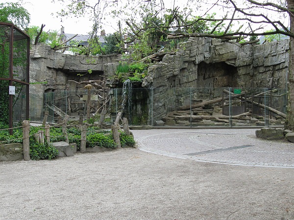 Baboons and mandrils