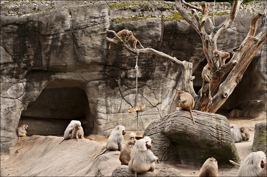 Baboons at Hamburg