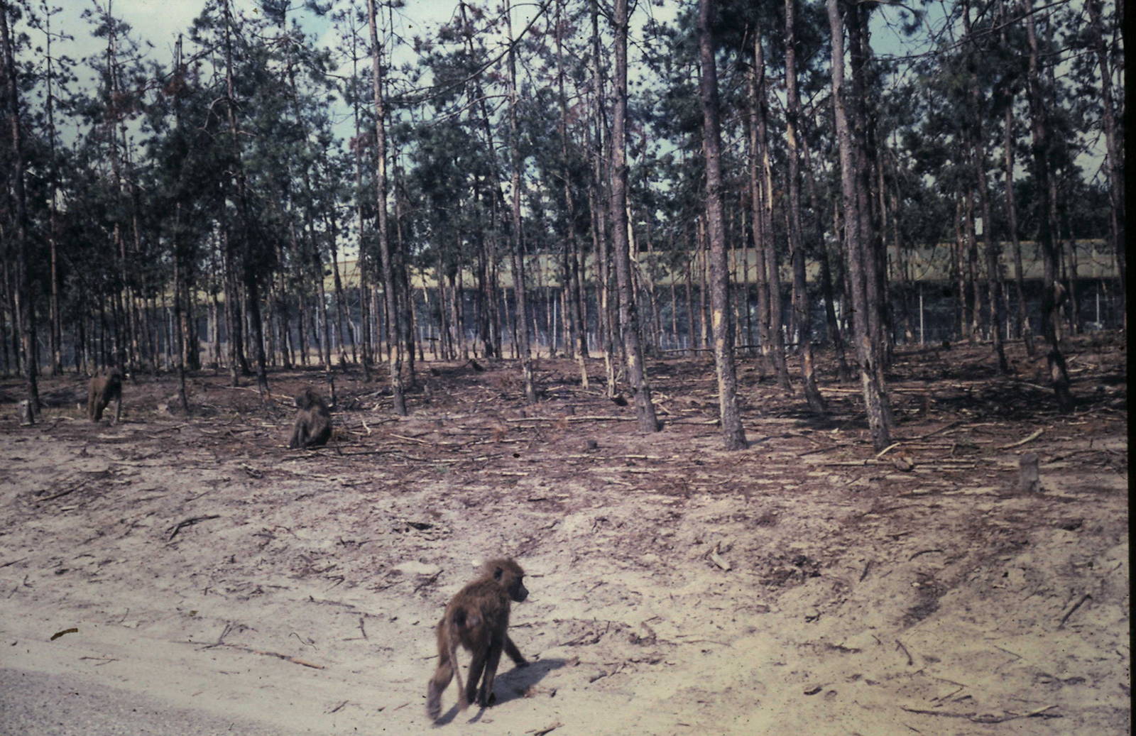 Baboons at the Safari park