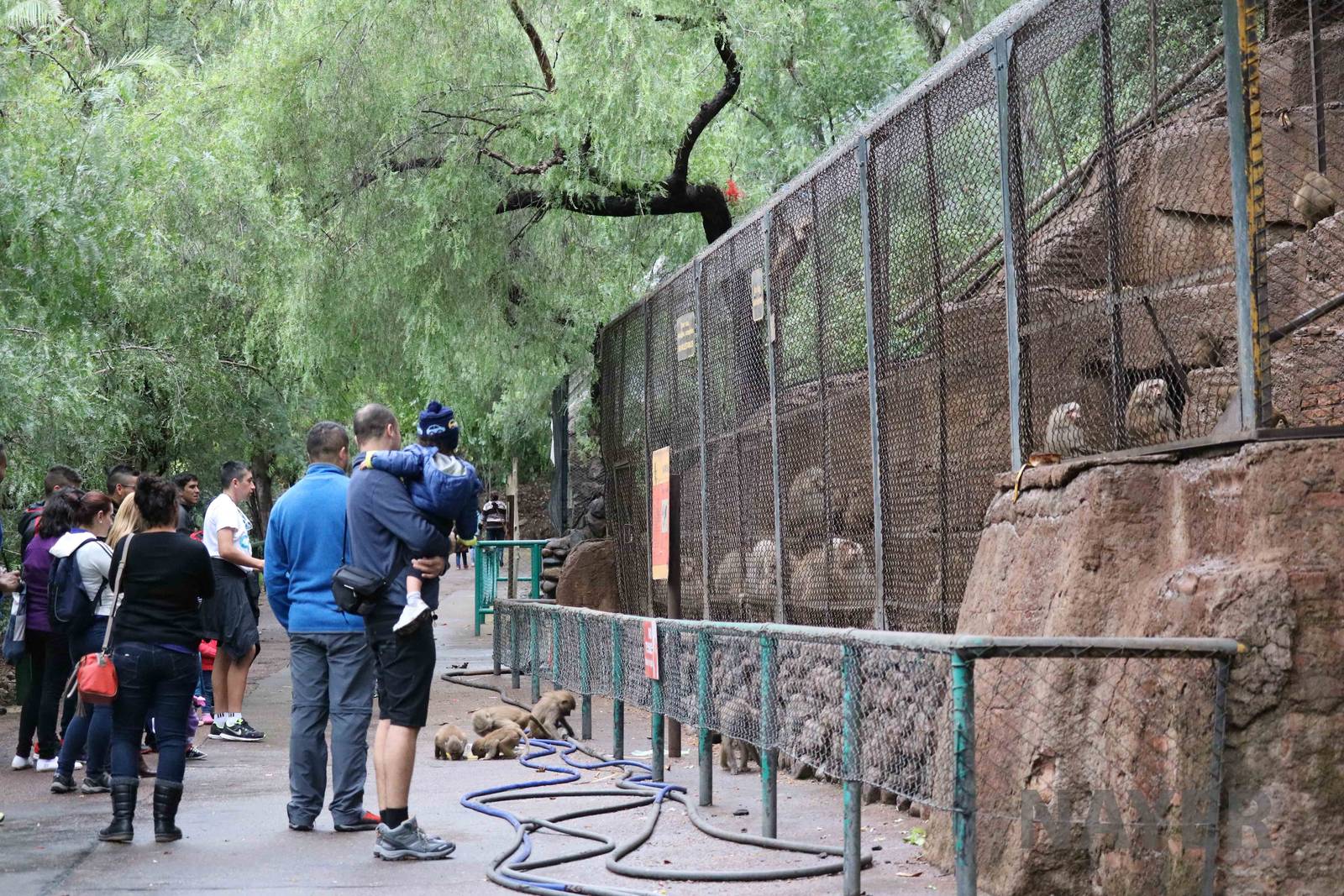 Baboons + escapees - Mendoza Zoo, April 2016