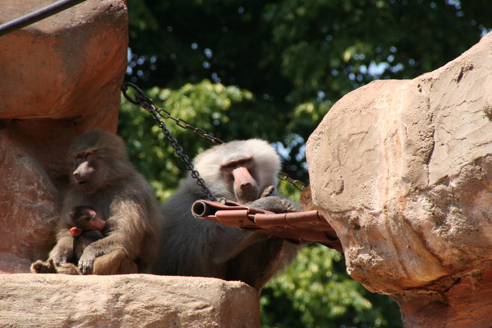 Baboons (Forest and family)