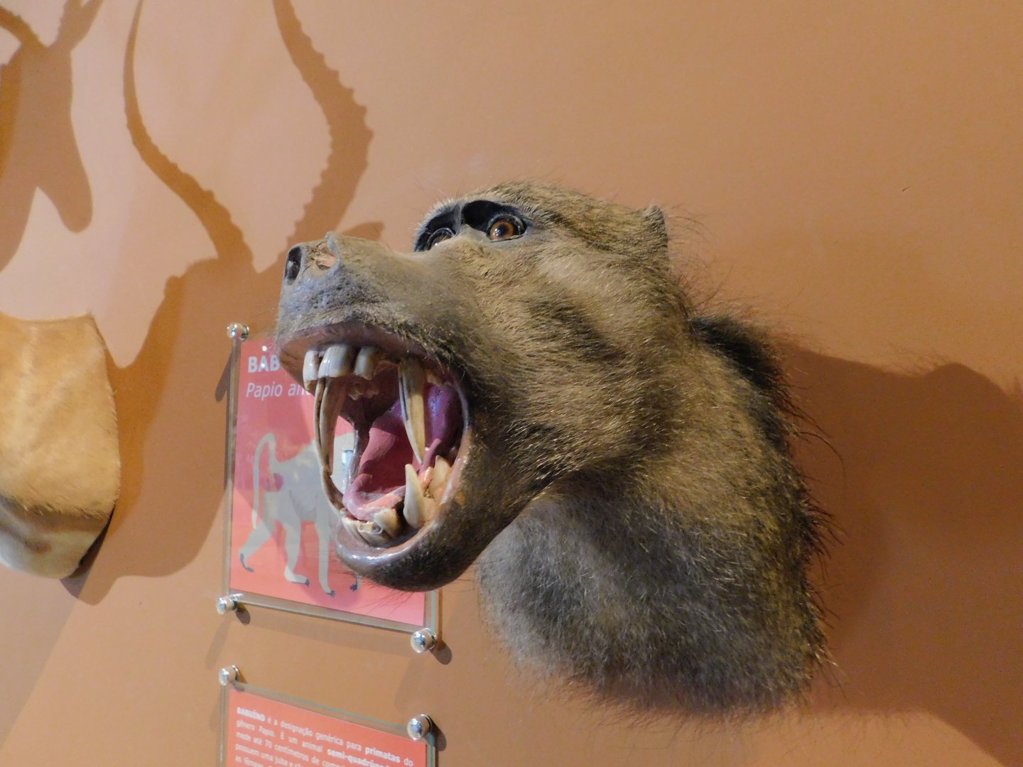 Baboon's head taxidermy - Museum of PUC Minas - Brazil