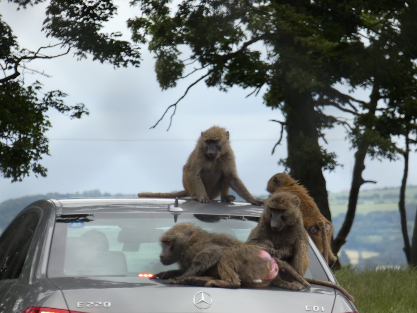 Baboons on top of visitors car