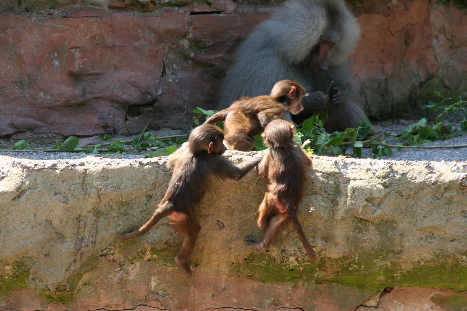 Baboons Playing