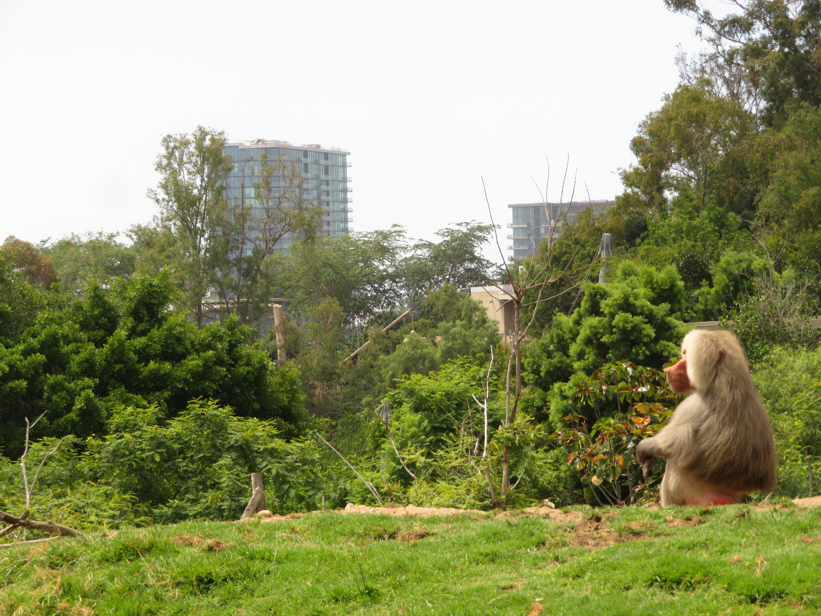 Baboon's Skyline View