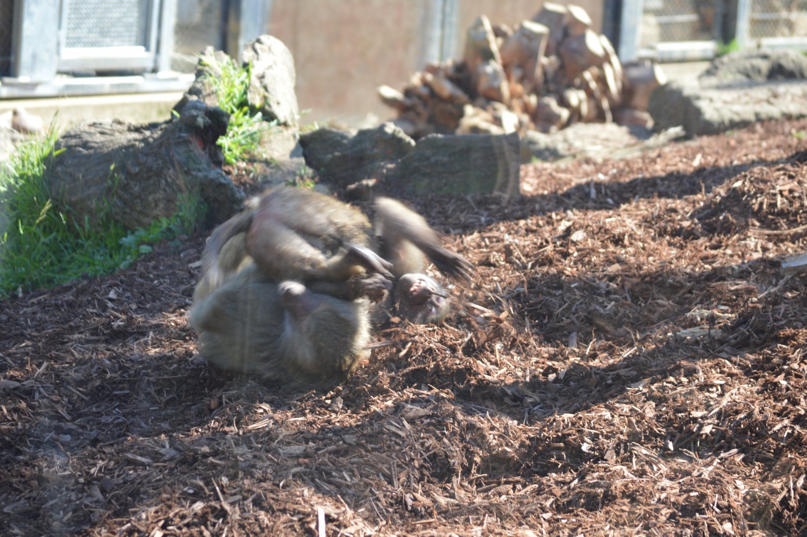 Baboons Wrestling, 2023